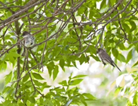 Eastern Phoebe 8126